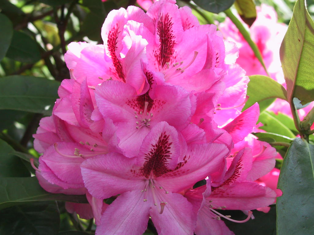 Rhododendron Furnivall's Daughter 03.jpg